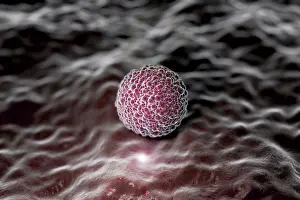 Agosto Imprime: Visualización de estilo microscópico de una morula humana.