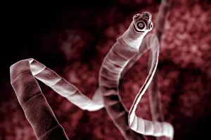 Imágenes con fecha de 31 de agosto de 2012: Visualización estilizada a nivel microscópico de una tenia (Cestoda).