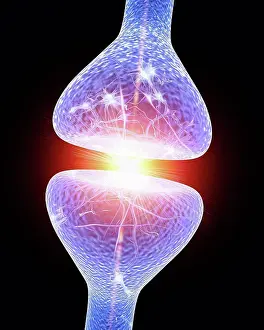Nerve Synapse Imprime: Nerve synapse. Computer artwork of a junction