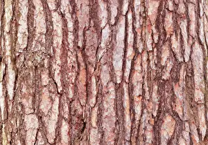 Pine Tree Bark Texture Imprime: Pine tree bark texture. Pine tree bark texture