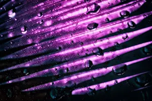 Impresiones de Un fondo de macro abstracto morado con un patrón de gradiente Marzo Imprime: Un fondo de macro abstracto morado con un patrón de gradiente.
