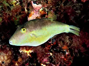 Gran Canaria Marine Life Imprime: Sharphead pufferfish (Canthigaster rostrata)