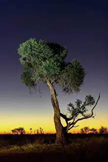 African Flora Imprime: Shepherd's tree, Witgat, Mohlªpi