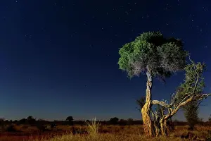 African Landscape Photography Imprime: Shepherd's tree, Witgat, Mohlªpi