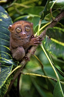 Exotic Wildlife Photography Imprime: Small monkey perched in tree