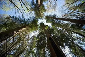 Low Angle Tree Photography Imprime: Trees From Low Angle