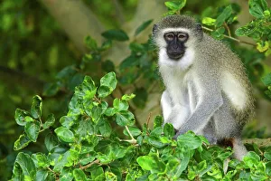 African Mammal Photos Imprime: Ververt Monkey (Cercopithecus aethiops)