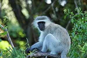 Protected Area In Africa Imprime: Ververt Monkey (Cercopithecus aethiops)