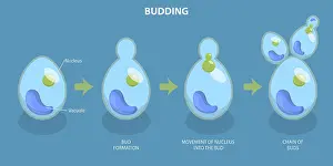 Conceptual Symbolism Imprime: 3D Isometric Flat Vector Conceptual Illustration of Budding Process