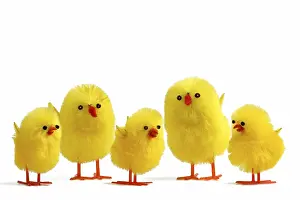 Easter Chicks Imprime: 5 Easter chicks on white