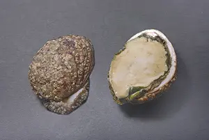 Abalones Imprime: Dos conchas de abulón, una entera y otra partida por la mitad.