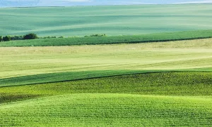 Abstract Summer Landscape Imprime: Abstract pattern of rolling striped fields in summer