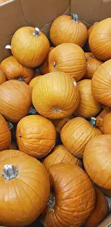 Deserted Farmhouse Landscape Imprime: Abstract several pumpkin patch background