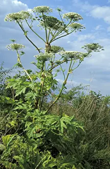 Poisonous Wildflowers Imprime: Acauthus