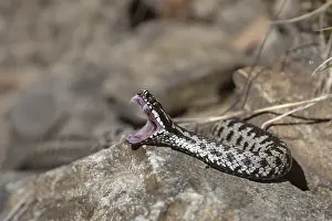 Sumador Común Imprime: Vipera berus