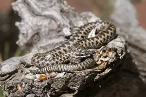 Common European Viper Imprime: Adder (Vipera berus)