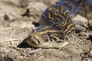 Impresiones de Un ágil y poderoso African Rock Python (Python sebae) descansa en el suelo del Djoudj National Park, Senegal Pitón De Roca Africana Imprime: African Rock Python (Python sebae) en el suelo, Parque Nacional Djoudj, Senegal