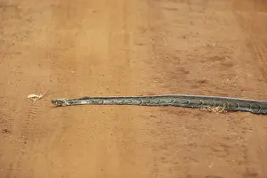 Akagera National Park Imprime: African rock python (Python sebae) on a red sand track