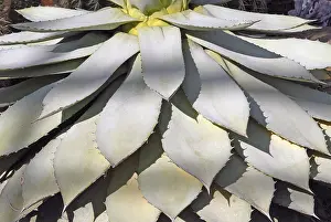 Open Air Plants Imprime: Agave