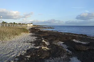 Northern Germany Beach Imprime: Algae on the beach