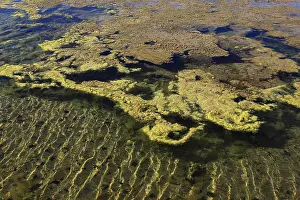 Salt Production In Spain Imprime: Algae in the crystallisation pool