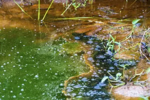 River Bank Vegetation Imprime: Algae in a pond, eutrophication