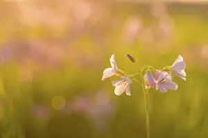 Backlight Photography Imprime: Altrosa, Background, Backlight