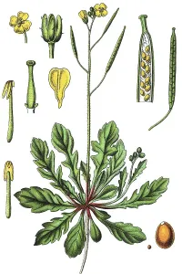 Flora And Fauna Pictures Imprime: Annual wall-rocket (Diplotaxis muralis)