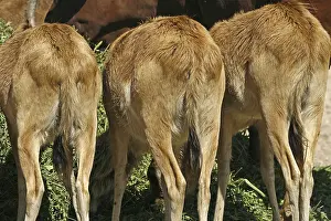 Bovid Mammal Images Imprime: Antelopes