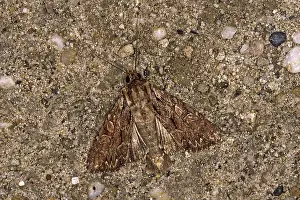 Moth Wildlife Photography Imprime: Apamea monoglypha, root-eater