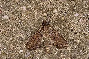 Flying Insect Wildlife Imprime: Apamea monoglypha, root-eater