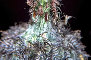 Deserted Wildflower Landscape Imprime: Aphids on a common thistle stem