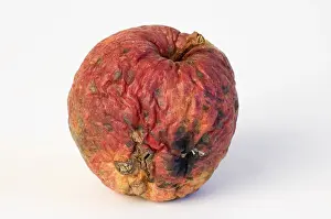 Macro Fruit Photography Imprime: Apple aplples