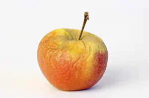Macro Studio Shot Imprime: Apple aplples