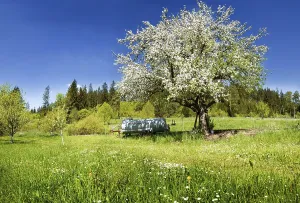 Springtime Apple Blossoms Imprime: Apple Tree (Malus)