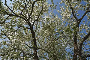 White Blossom Close Up Imprime: Apple Tree (Malus), in full bloom