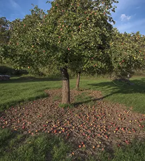 German Orchard Scene Imprime: Apple tree (Malus) with fallen apples