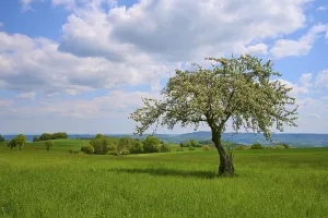 Cloudy Meadow Scene Imprime: Apple tree, meadow, clouds, spring