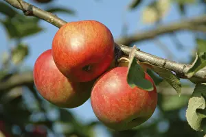 Close Up Fruit Tree Imprime: Apples on a tree