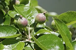 Botany Close Up Shots Imprime: Two apples on tree