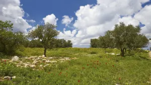 Cloudy Skies Europe Imprime: Aptera, spring, spring meadows