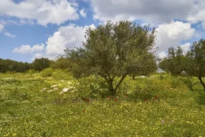 Blue Sky With White Clouds Imprime: Aptera, spring, spring meadows