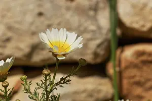 Greece Travel Photography Imprime: Aptera, spring, spring meadows