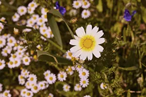 Greek Island Imprime: Aptera, spring, spring meadows