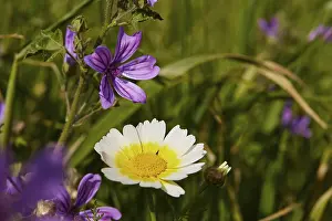 Spring Meadow Crete Imprime: Aptera, spring, spring meadows