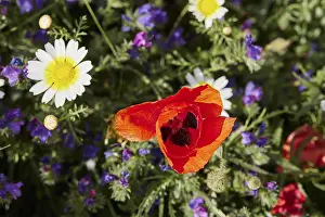 Spring Meadow Crete Imprime: Aptera, spring, spring meadows