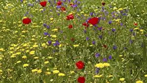 Spring Meadow Imprime: Aptera, spring, spring meadows