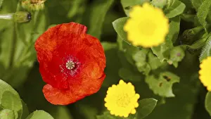 Papaveraceae Inflorescence Imprime: Aptera, spring, spring meadows