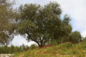 Southeastern Europe Nature Scene Imprime: Aptera, spring, spring meadows