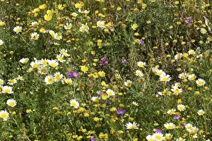 Greek Island Photography Imprime: Aptera, spring, spring meadows